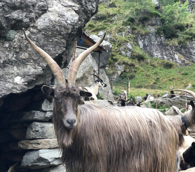Torna il becco dal pelo lungo e le corna belle: conto alla rovescia per la Mostra Regionale della Capra Orobica