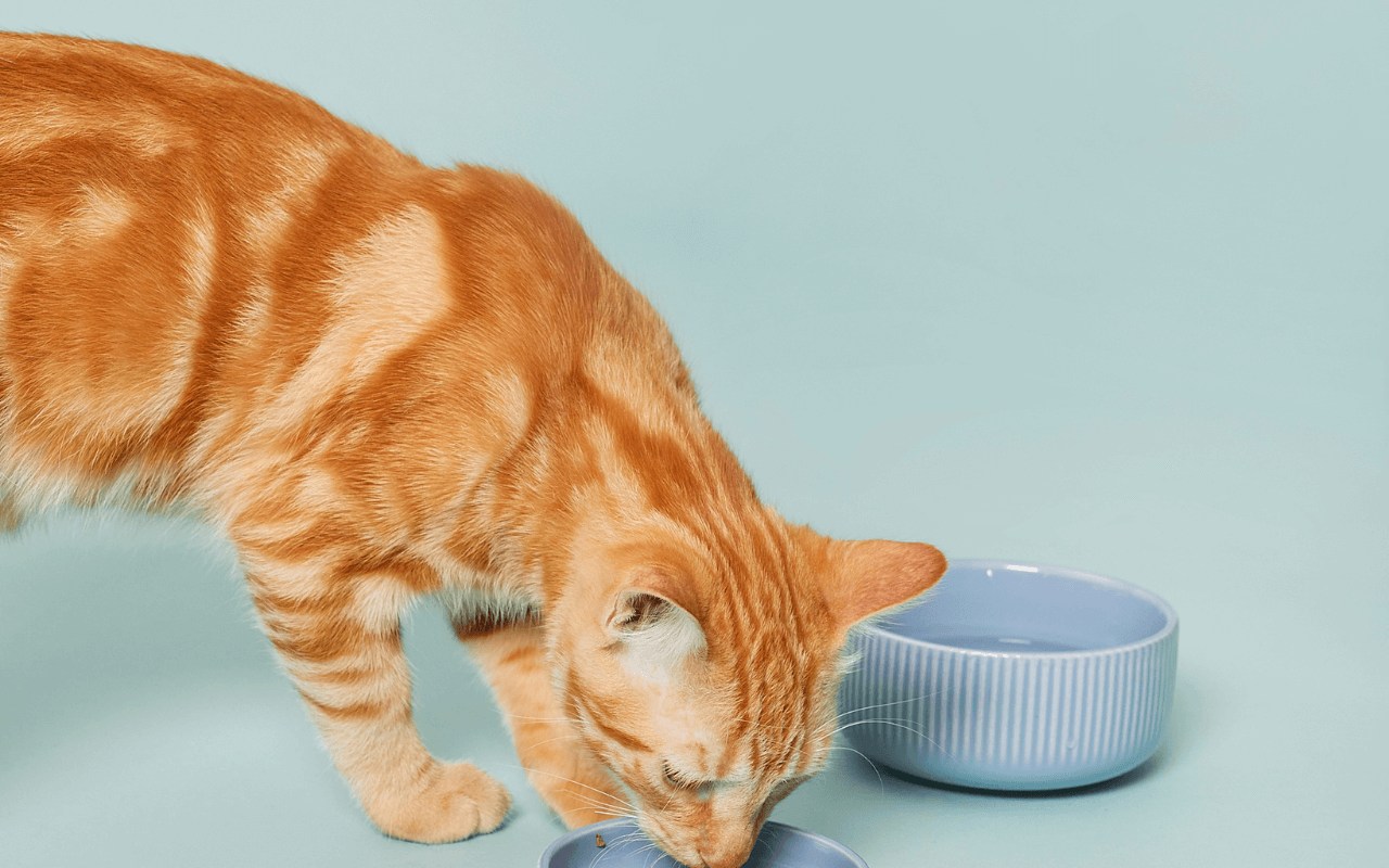 Umido completo per il gatto: ecco come sceglierlo