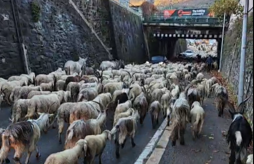 Transumanza a Lecco: un vero e proprio spettacolo