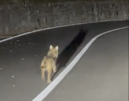 Cucciolo di lupo va a spasso sulla Statale 36
