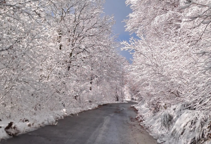 Un bosco fatato: la magia nella foto che immortala la strada per Paglio