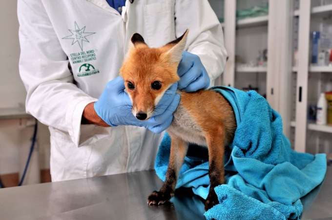 Cras Stella del Nord: 1300 animali ricoverati in tre anni