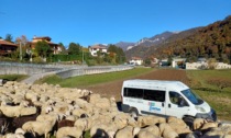 447 pecore... regalano 1.000 euro per la ricerca di Telethon