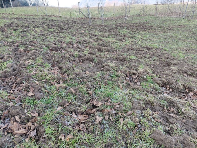 Emergenza cinghiali: “Sono troppi e fanno danni”