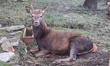 Cervo bloccato soccorso dalla Polizia provinciale