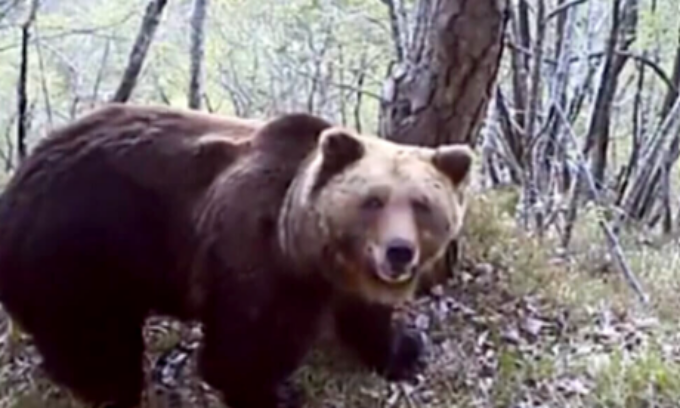 Orso abbattuto: Michela Vittoria Brambilla presenta denuncia