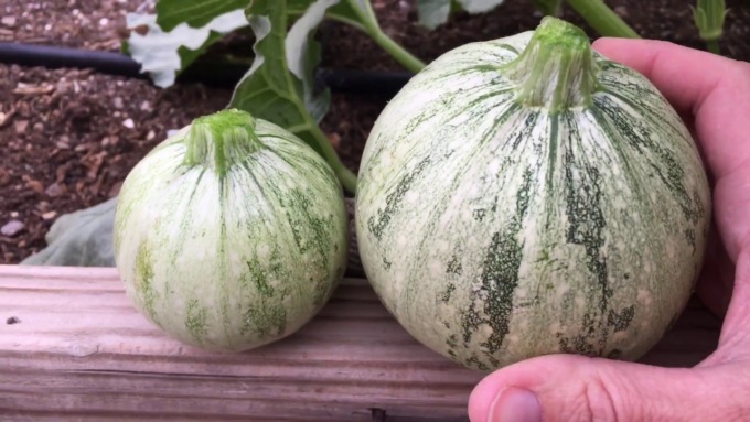 In regalo con il Giornale di Lecco lo zucchino tondo di Nizza