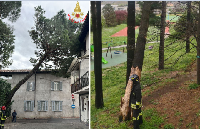 Enorme albero frana sulla Sp 51. Piante pericolanti nel Meratese e Casatese