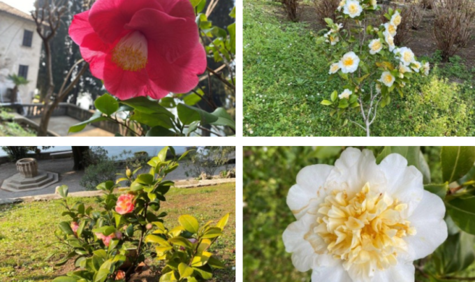 Lo splendore delle camelie sul Lago a Villa Monastero