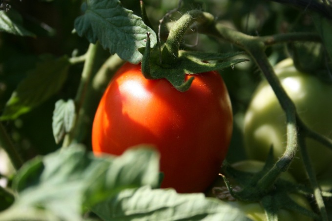 In regalo con il Giornale di Lecco il pomodoro nano Rio Grande