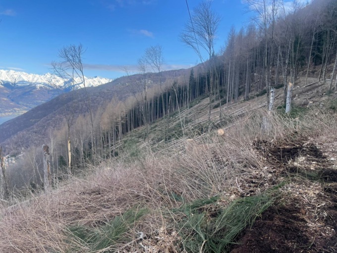 Bellano: 2500 abeti rossi da abbattere per colpa del Bostrico dell’abete