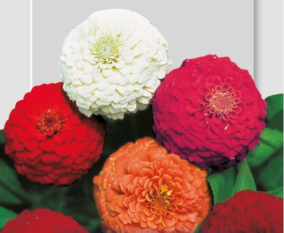 In regalo con il Giornale di Lecco coloratissime zinnie nane pompon