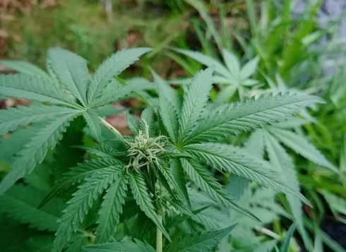 Cannabis, a Lecco e a Milano  si discute di legalizzazione
