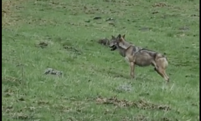Il video del lupo ad Aprica