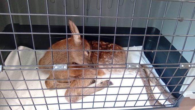 Cervo ferito nell’alto lago: soccorso dalla Polizia Provinciale