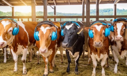 Alle mucche piace classica: un incontro sulla relazione tra musica e produzione di latte