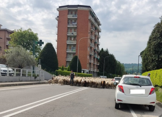Provinciale invasa dalle pecore: lo spettacolo della transumanza