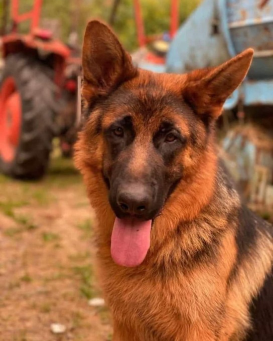 Cane scomparso da Lecco: si cerca Odin