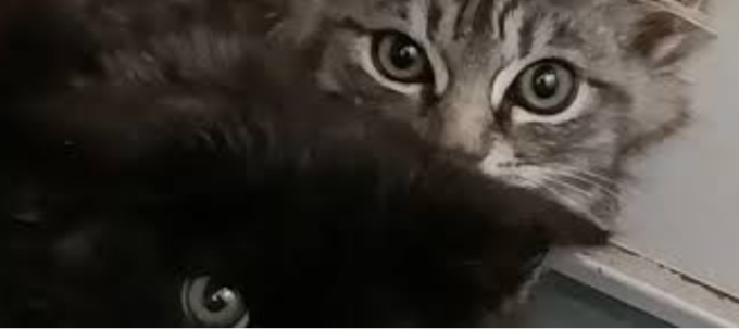 Enpa Lecco Merate salva due gattini da una tagliola