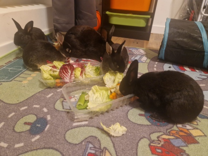 Sei coniglietti da adottare: sono stati trovati in un parco