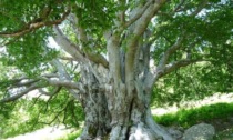 8 nuovi alberi monumentali in provincia di Lecco
