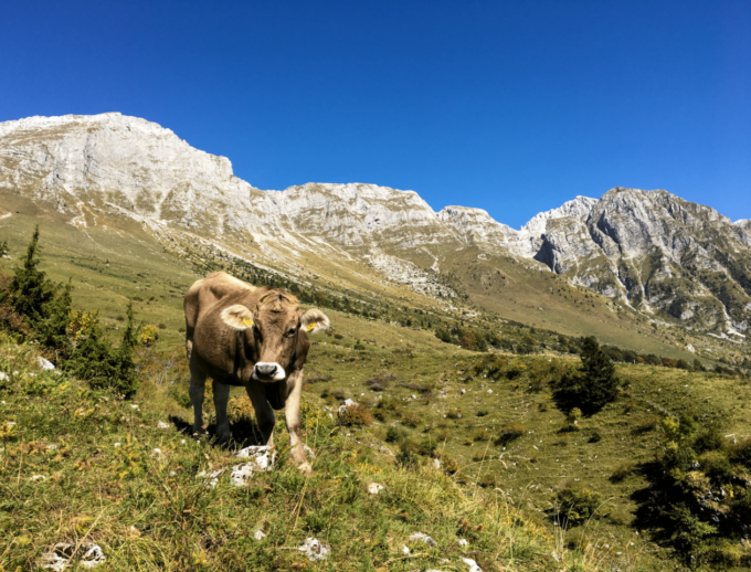 Alpeggi in provincia di Lecco: 7.000 capi al pascolo
