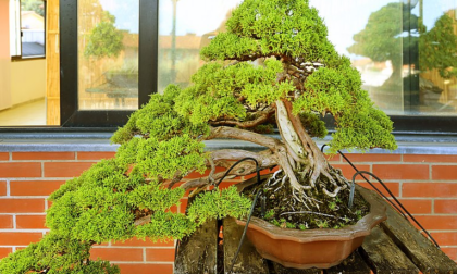 Mostra Bonsai a Lecco, sabato l'inaugurazione