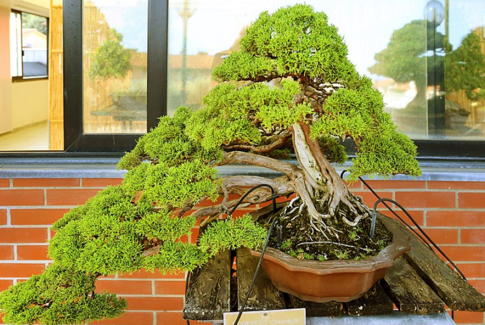 Mostra Bonsai a Lecco, sabato l’inaugurazione