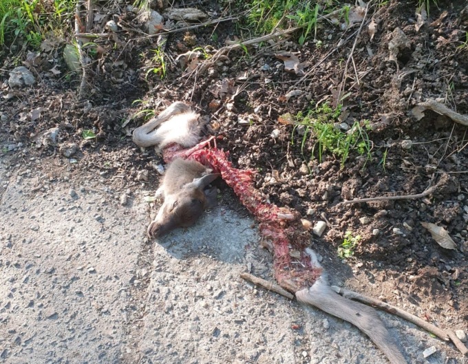 Lupi a Lecco? Nuove carcasse di animali sbranati ai Resinelli