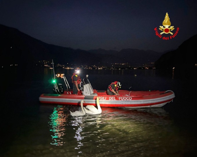 Salvato un cucciolo di cigno impigliato in un filo da pesca