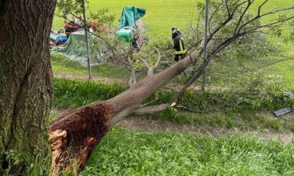 Paura al centro sportivo: grossa pianta si schianta sul campo