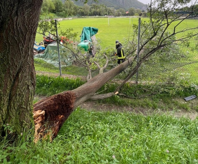 Paura al centro sportivo: grossa pianta si schianta sul campo