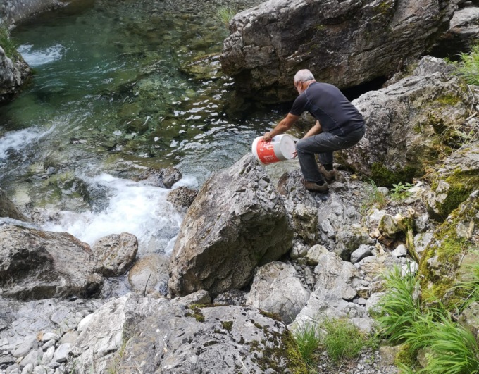 700 chili di trote “seminate” nei torrenti lecchesi
