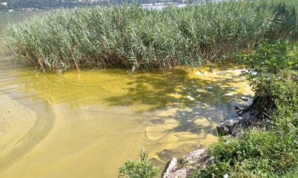 Lago di Annone: l'acqua si tinge di giallo