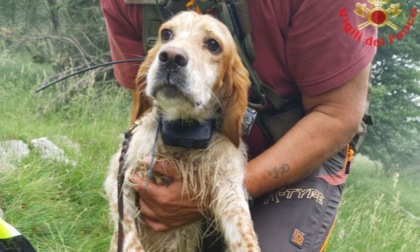 Cagnolino finisce in un crepaccio, lo salvano i Vigili del fuoco