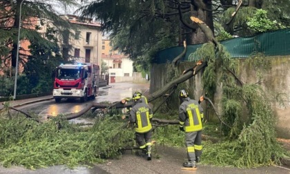 Maltempo: pianta caduta a Lecco, intervengono i Vigili del fuoco. La Protezione civile emette l'allerta meteo arancione