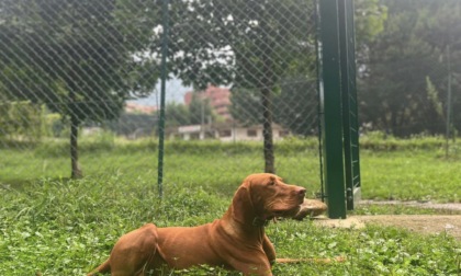 Oggi è la Giornata mondiale del Cane: ecco dove sono le aree dedicate ai 4 zampe a Lecco