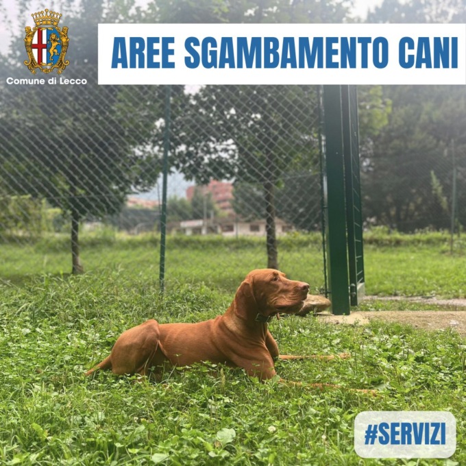 Oggi è la Giornata mondiale del Cane: ecco dove sono le aree dedicate ai 4 zampe a Lecco