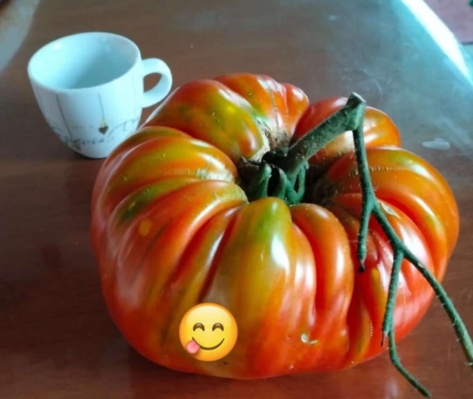 Garlate, pomodoro record: un chilo di bontà