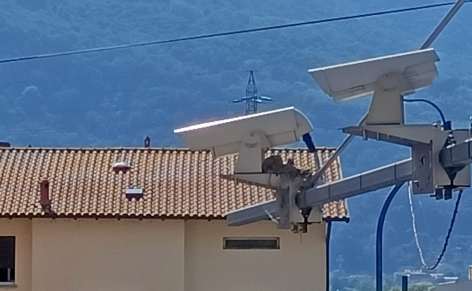 Calolzio, dietro la telecamera che sorveglia il traffico… spunta un nido di colombi