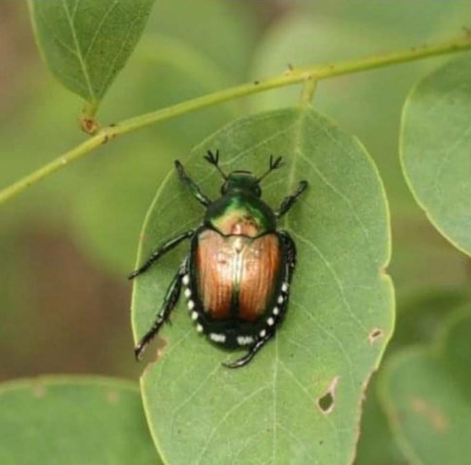Disinfestazioni: la popilia japonica devasta i prati. Occhio a vespe, calabroni e zanzare