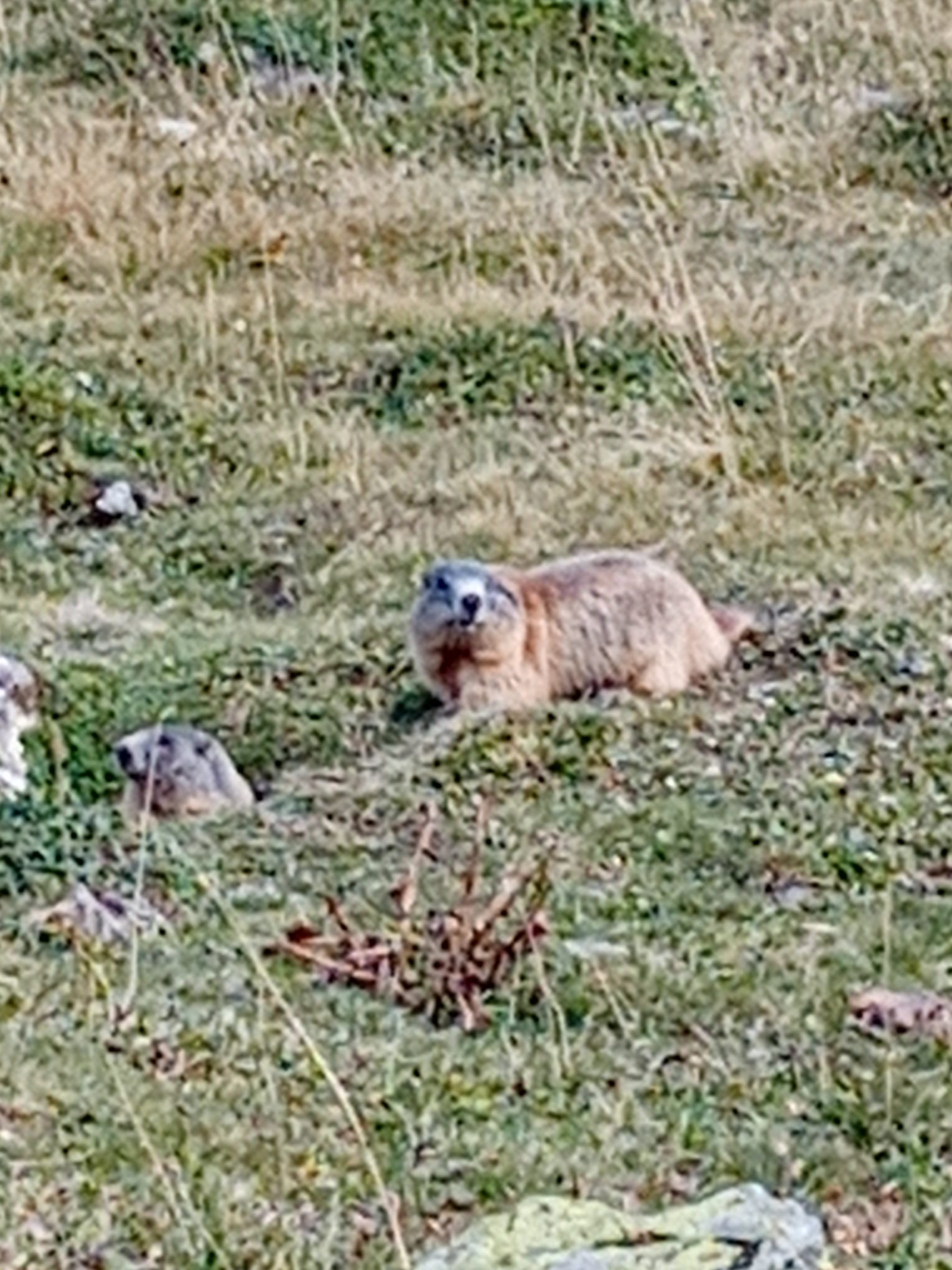 marmotta