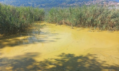 Lago di Annone, Circolo "Ilaria Alpi": "Agire sugli scarichi fognari per contrastare le alghe"