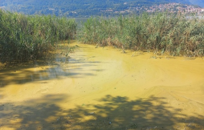 Lago di Annone, Circolo “Ilaria Alpi”: “Agire sugli scarichi fognari per contrastare le alghe”