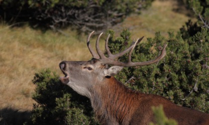Impatto con un cervo evitato per un soffio lungo la Sp 62 della Valsassina