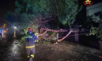 Galbiate: paura per una pianta franata sulla strada