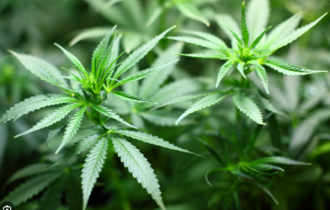 “Piantagione” di marijuana in casa: 40enne in manette