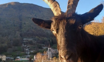 Mostra della Capra Orobica: è tutto pronto