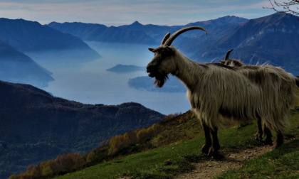 Becco attacca un bambino e un cane