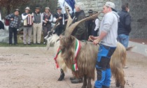 La Capra Orobica torna a Casargo il 23 e 24 novembre